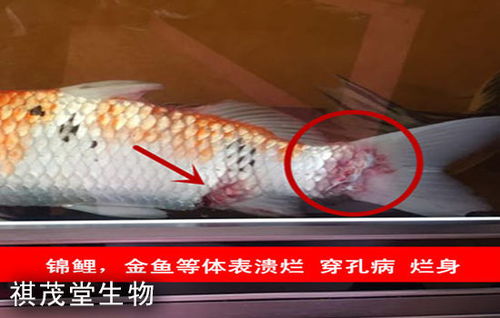 魚類肝膽疾病的成因、防治措施及五黃粉（五黃散）的應(yīng)用詳解