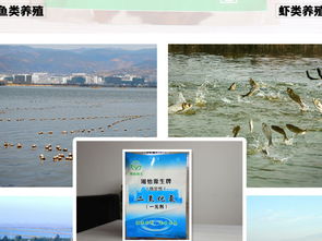 二氧化氯在水產(chǎn)魚病防治中的應(yīng)用 專業(yè)消毒劑的科學(xué)使用