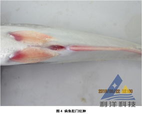 巴沙魚細(xì)菌性敗血癥防控指南 從病原解析到綜合防治策略