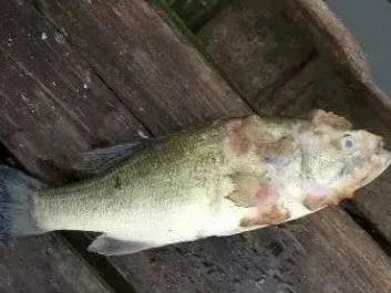 水產(chǎn)養(yǎng)殖遇上水霉病，該怎么防治？一篇實(shí)用的魚病防治指南