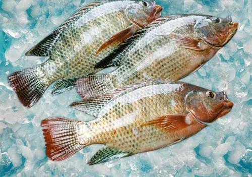 水產人注意 套養這些魚品種，低成本實現病害防治